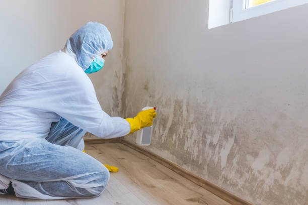 Licensed Mold Inspection service in North Babylon, NY - WQB Mold Removal